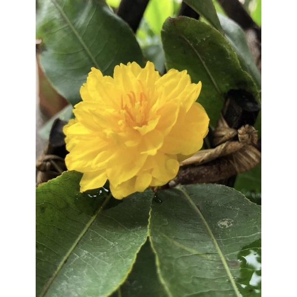 Mai cúc hoàng hậu  hoa cực đẹp ghép gốc mai vàng quấn rễ