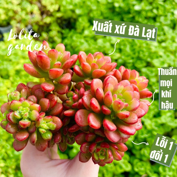 SEN ĐÁ SEDUM CAM SIZE BÉ ÉP MÀU FULL NẮNG MƯA, HÀNG ĐÀ LẠT, SIÊU XINH SIÊU KHỎE, LỖI 1 ĐỔI 1