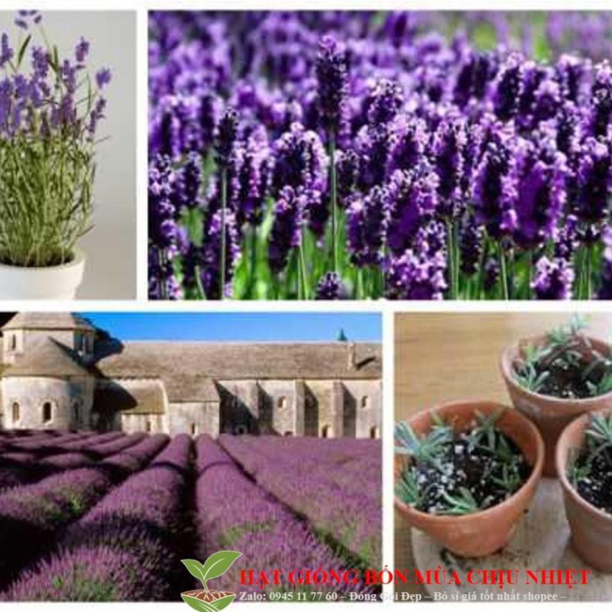 Hạt Giống Hoa Oải Hương 4 mùa/Lavender (30 hạt) ĐẾN MÙA TRỒNG TẾT