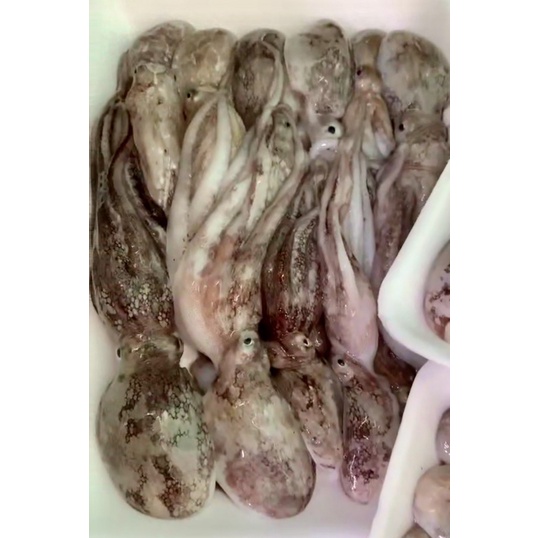 Bạch tuộc tươi ngon- 0.5kg