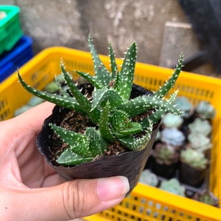 NHA ĐAM LÁ NHỌN