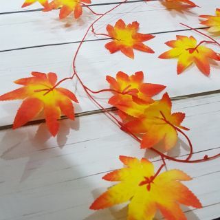 Dây lá phong đỏ