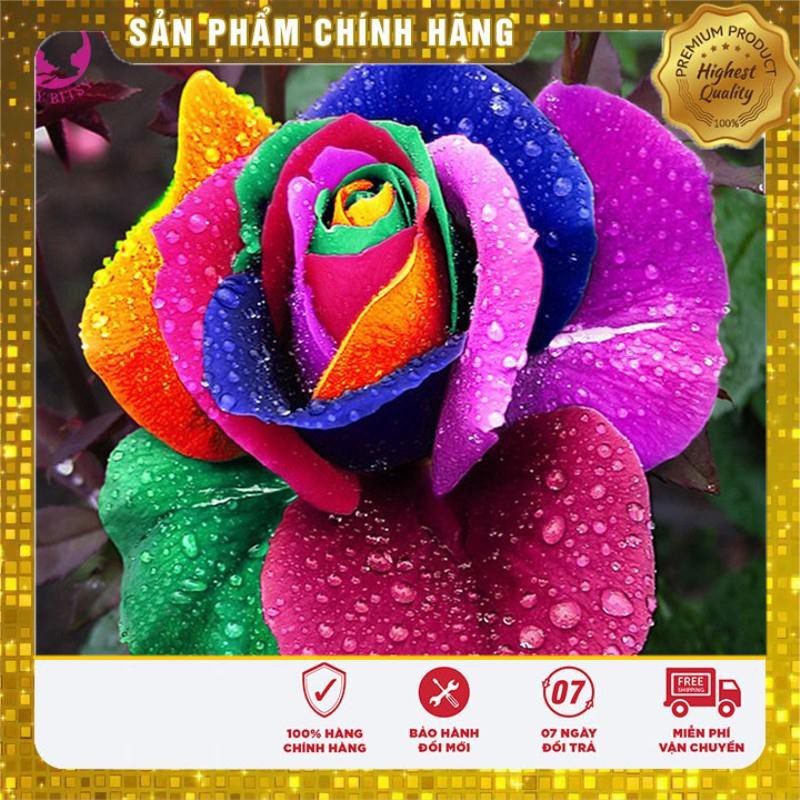 10 Hạt giống Hoa hồng 7 màu (tặng gói Kích nẩy mầm và Hướng dẫn) VIETSEED