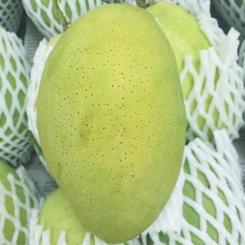 Xoài  Cát  Hòa  Lộc.