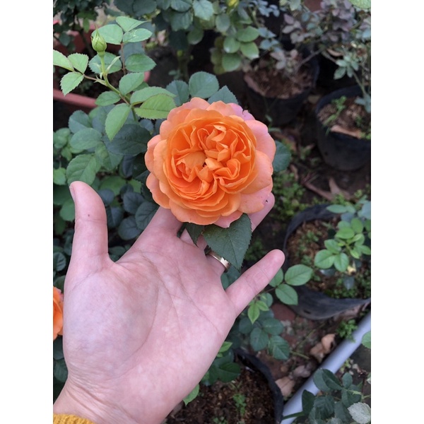 Sỉ 1 cây hoa hồng cam ngoại t  ra bonsai siêu sai hoa đầy đủ nụ và hoa