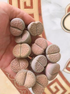 Cây Lithops 1.7-2.7cm, lithops 2 đầu