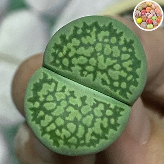 Sen mông,Lithops,thạch lan Xanh 1.8cm