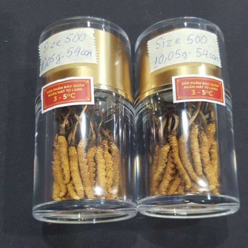 Đông Trùng Hạ Thảo Tây Tạng Nguyên Con Ống 5 con / 1gam