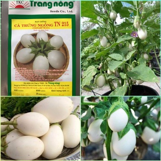 Hạt giống cà trứng ngỗng Trang Nông siêu năng suất gói 200 hạt