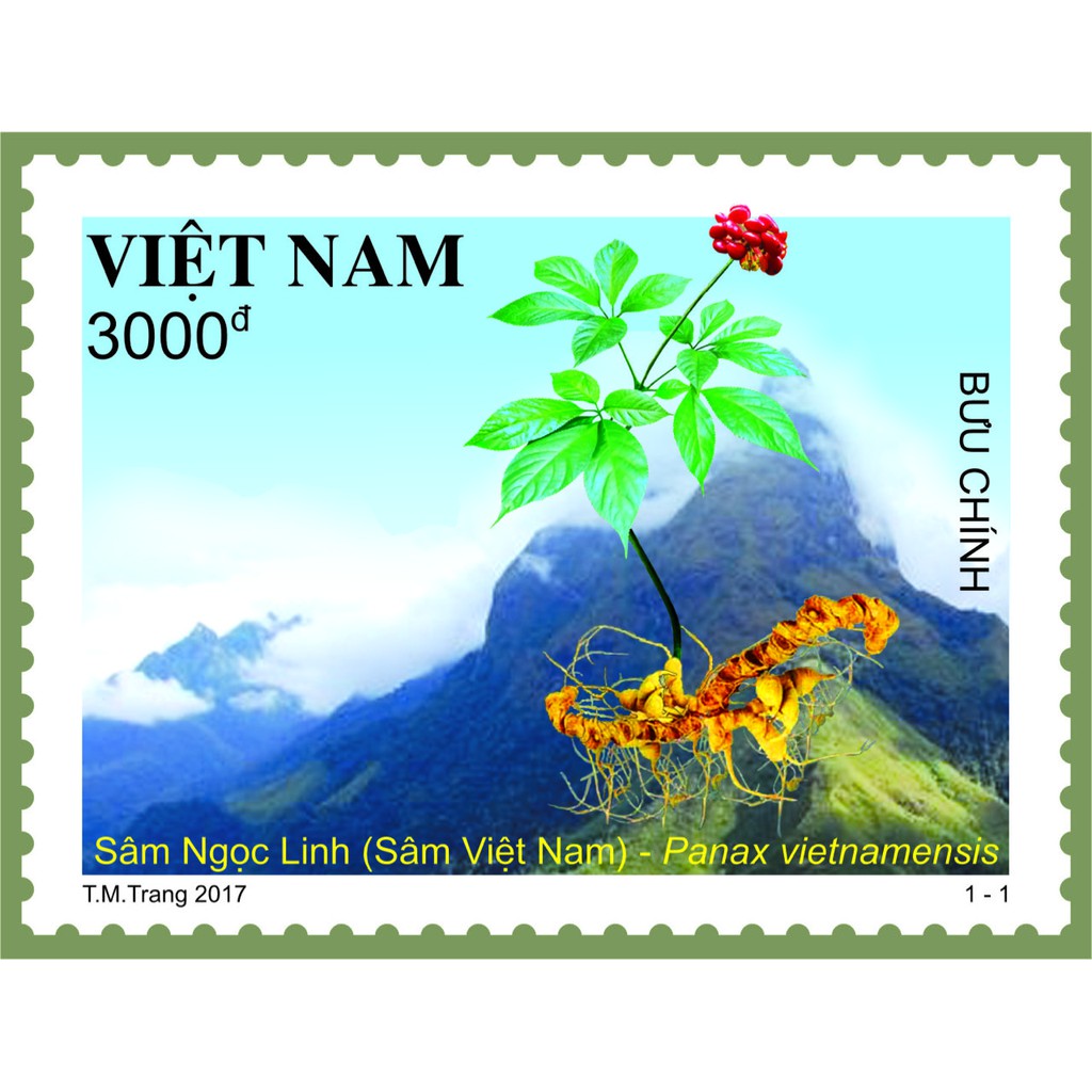 Tem sưu tập MS 1078 Tem Việt Nam Sâm Ngọc Linh 2017