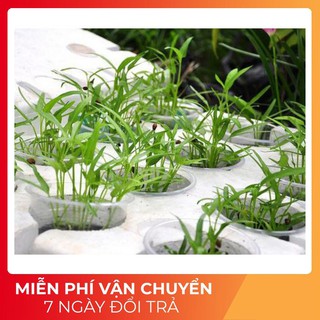 100g hạt giống rau muống f1 năng suất cao