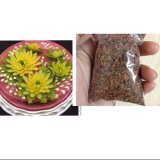 1kg Hạt Chi Tử (Hạt dành dành) hàng chuẩn