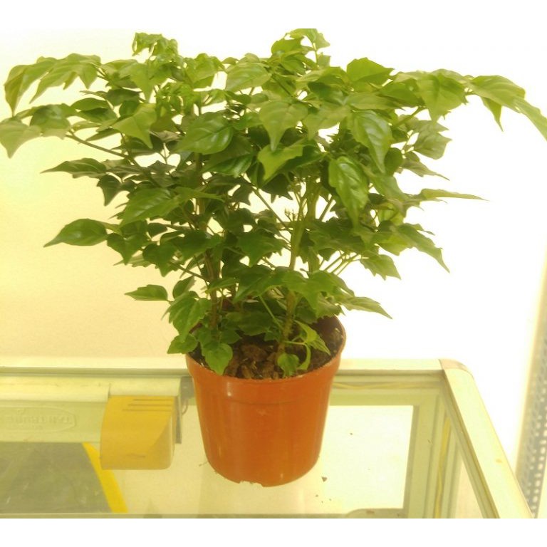 Caykiengsadec - Cây Hạnh Phúc  - Cây cảnh mini để bàn