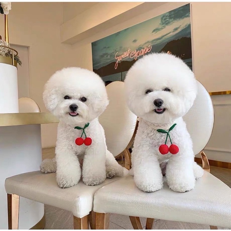Vòng Đeo Cổ Kiểu Đan Len Siêu Đáng Yêu Cho Mèo và Thú Cưng #MintPet