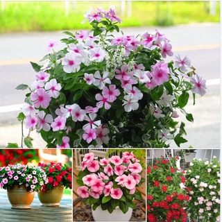 Hạt giống dừa cạn đứng lùn mix màu ( tặng kèm phân bón và kích mầm)