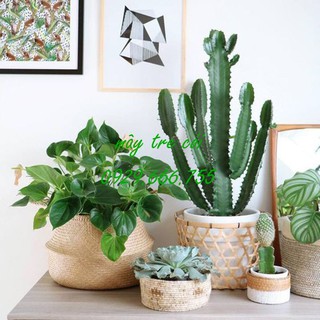 Combo bộ giỏ cói đựng đồ, trồng cây