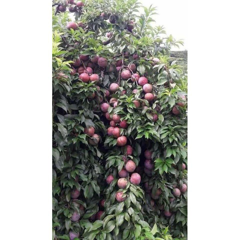 Sale 5kg mận hậu sơn la | BigBuy360 - bigbuy360.vn