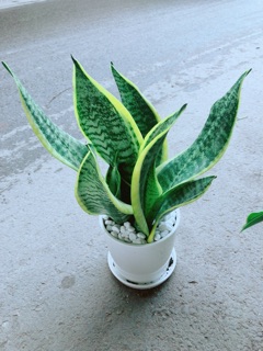 Chậu Lưỡi Hổ Cao