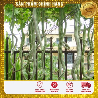 Hạt Giống Mướp Rắn Quả Dài  LUCKY SEEDS (05 hạt)