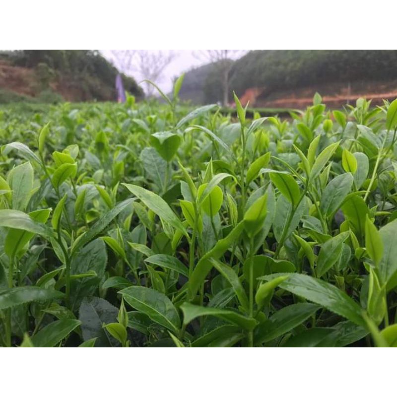 Chè sạch Thái nguyên