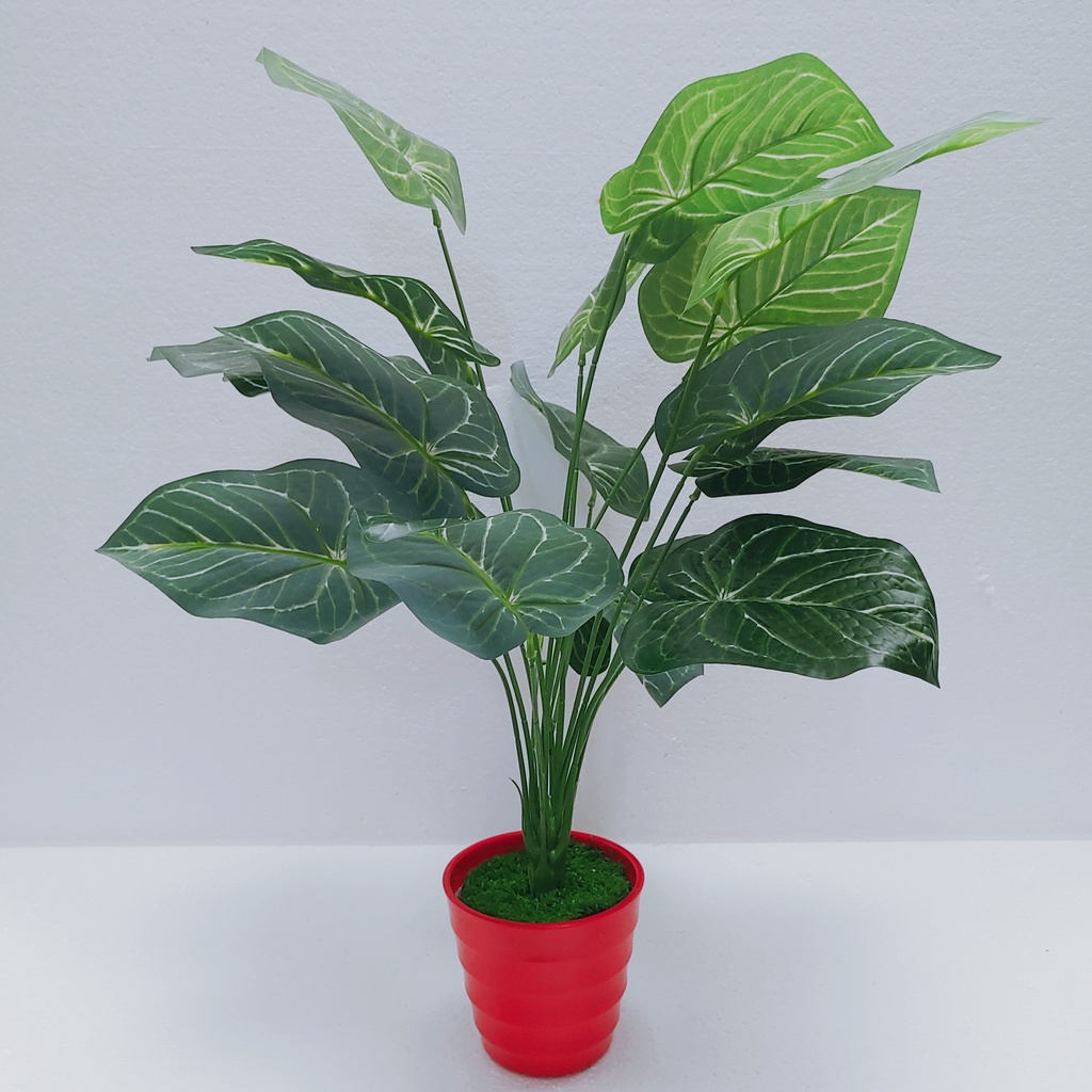 Cây Lá Rùa Lớn 18 Lá  Cao Cấp , Dùng Decor Chụp Hình, Trang Trí Nhà Cửa, Văn Phòng