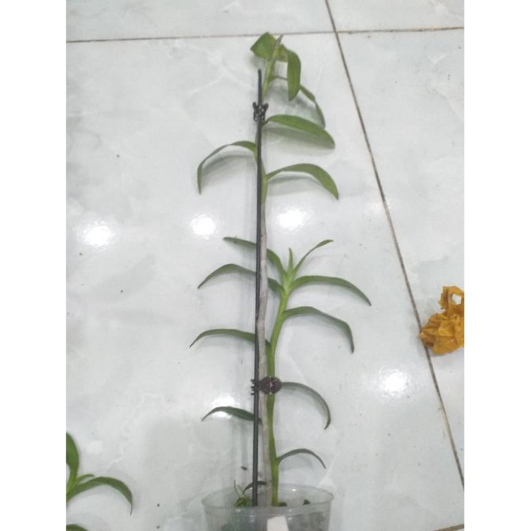 Hoa phong lan- đại bạch long