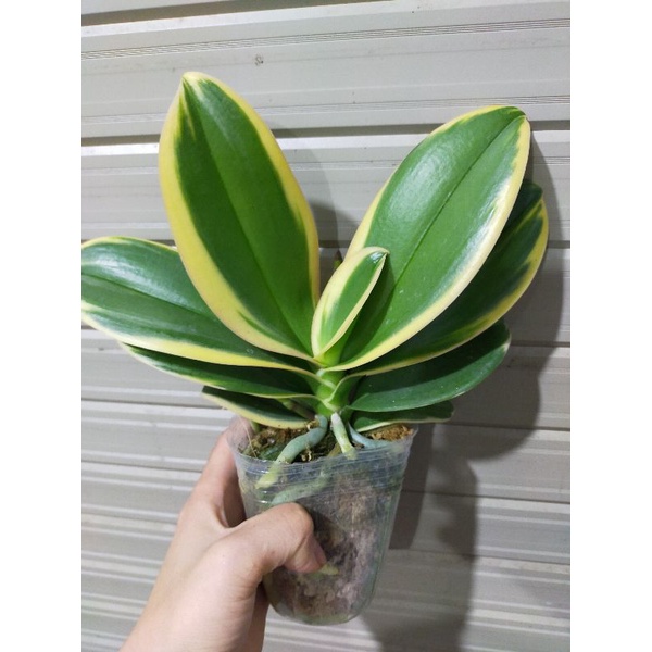 Combo 2 cây hồ điệp lá biên phát tài cây sẵn  2 ngồng hoa