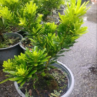 Cây giống cây vạn niên tùng kim cương bonsai trường thọ