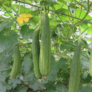 Hạt giống mướp hương tỉ lệ nảy mầm >=90%