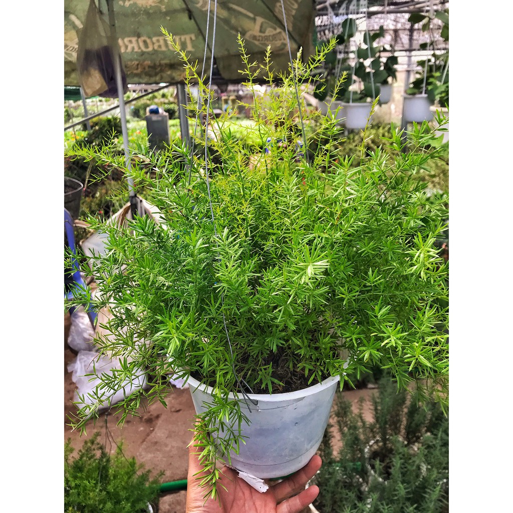Cây thiên môn đông, cây trồng chậu treo cao 25cm, cây xanh tươi quanh năm, trồng treo ban công và decor quán cafe