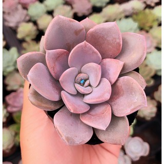 siêu giảm giá Sen đá hồng xoáy