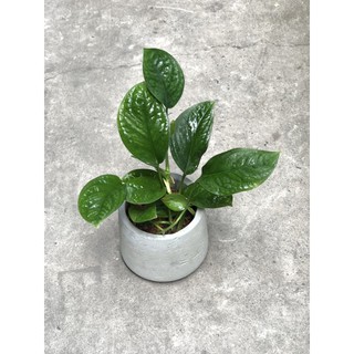 (Hỏa Tốc) Set Trầu Bà Hạnh Phúc & Chậu Decor