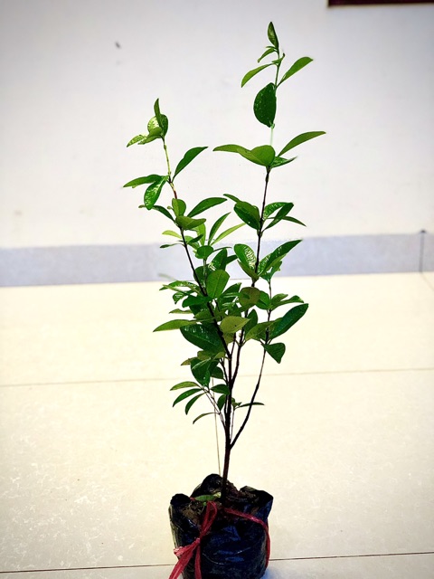 Cây cherry brazil chịu nhiệt size trung cao 50-60 cm (Ảnh thật)