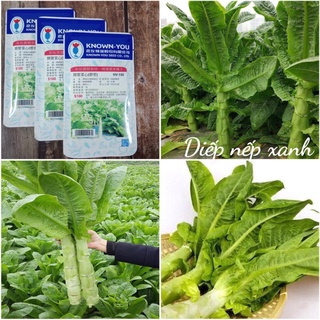 [ HG Mai Nguyễn] 1000 Hạt giống Diếp nếp xanh F1_Rau tiến vua cây to chuẩn