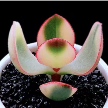 50 Giống quý hiếm Hạt sen đá mọng nước Quả bóng Lá đào Trứng phô mai 50h