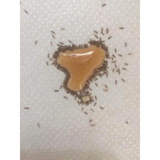 diệt Kiến - gián sinh học