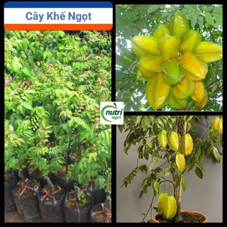 Cây Giống Khế Ngọt Siêu Trái - Khế Ngọt Làm Mứt Làm Nước Hoa Quả Làm Hoa Quả