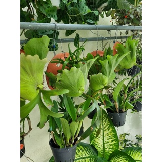 Cây ổ rồng - cây đã thuần dưỡng