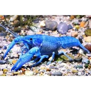 Combo 5 thức ăn tôm tép cảnh Crawfish