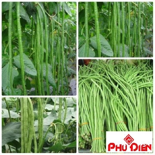 Hạt giống đậu đũa  PHÚ ĐIỀN