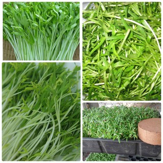 Hạt giống rau mầm rau muống gói 50 gram xuất xứ Việt Nam