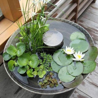 Củ hoa súng Thái mini.