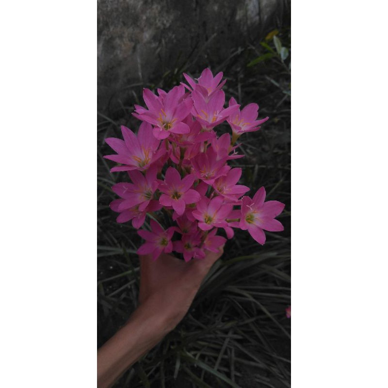 Củ hoa huệ mưa loại lớn.