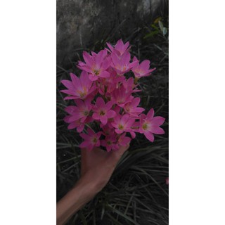 Củ hoa huệ mưa loại lớn.