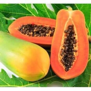 Hạt giống đu đủ lùn