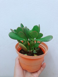 Chậu Ngọc Bích