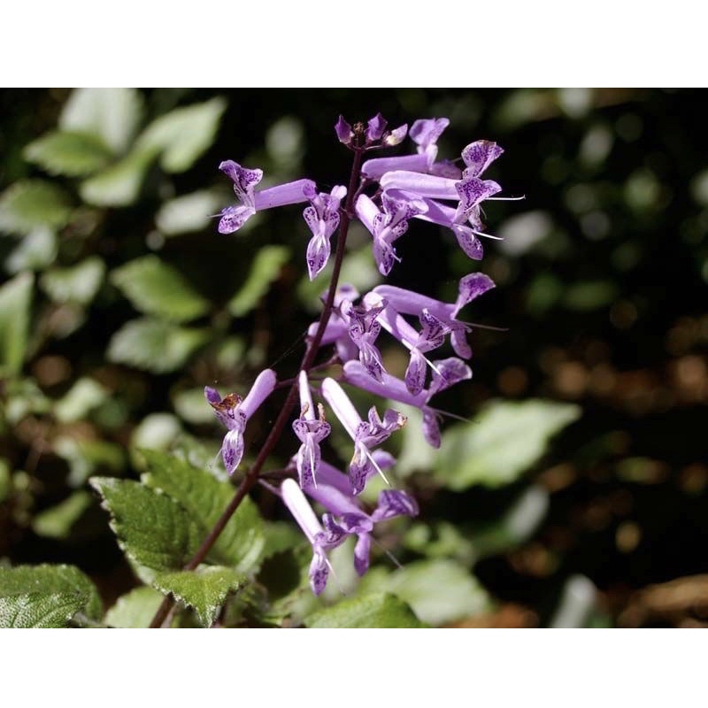 Hoa Mona Lavender (cây giống)