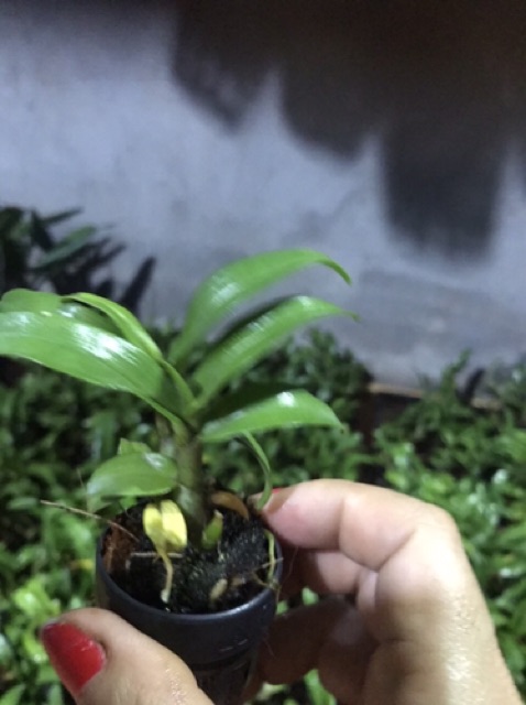 Hoa lan damary 3 lưỡi size cây giống
