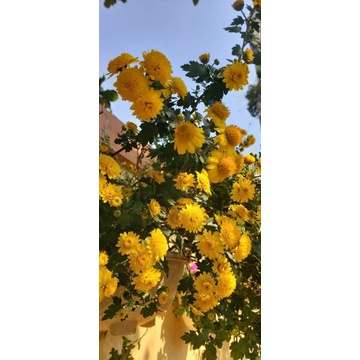 Cúc chi vàng rủ làm trà