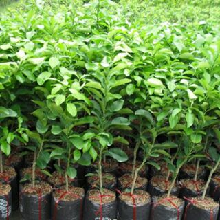 combo 2 Cây bưởi tiến vua